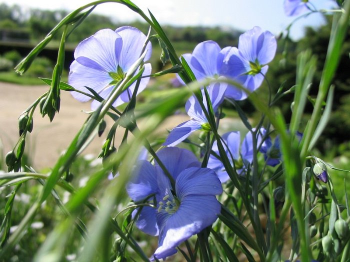 Picasa 2.7